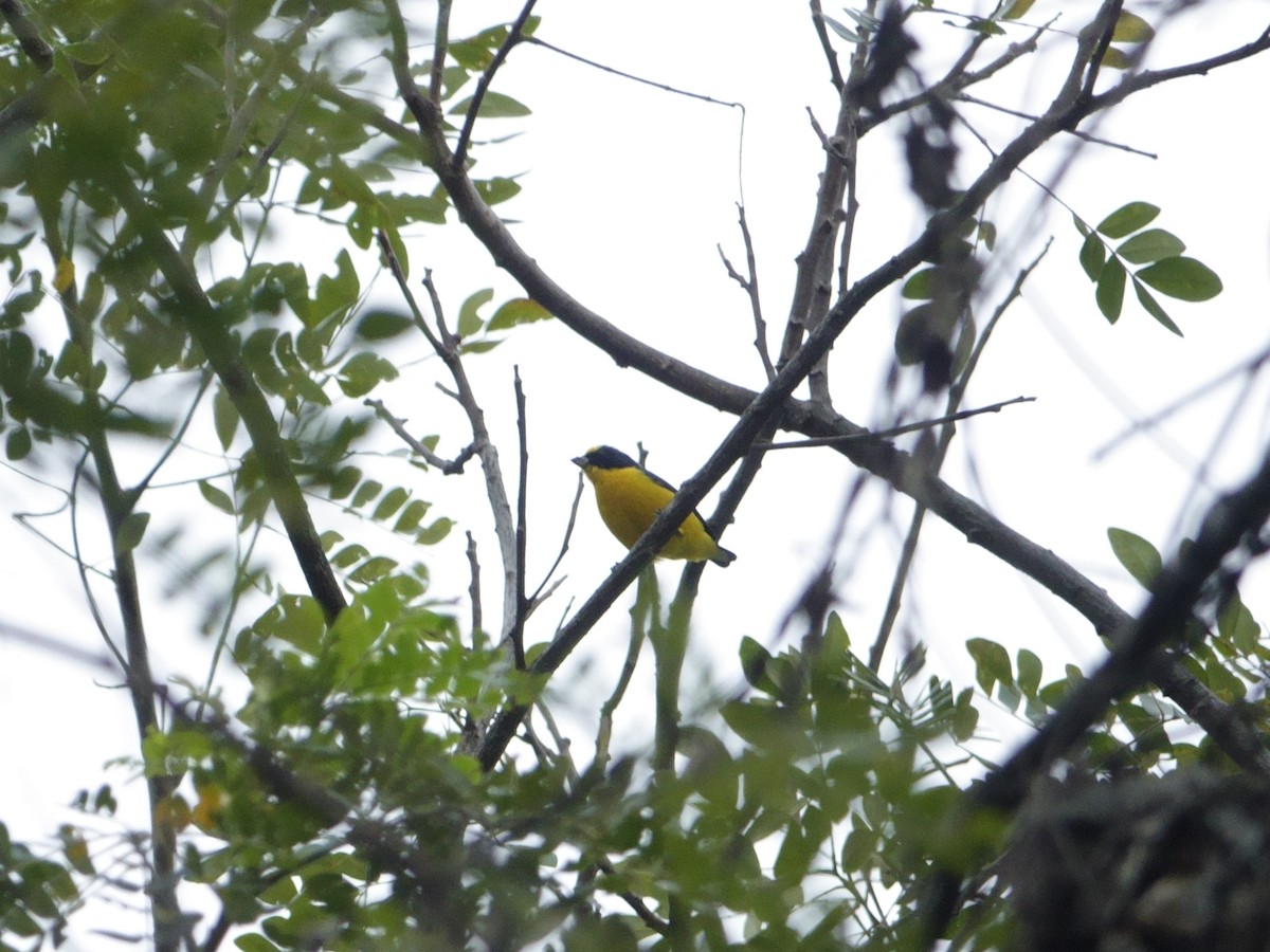 Organiste à bec épais - ML646868155