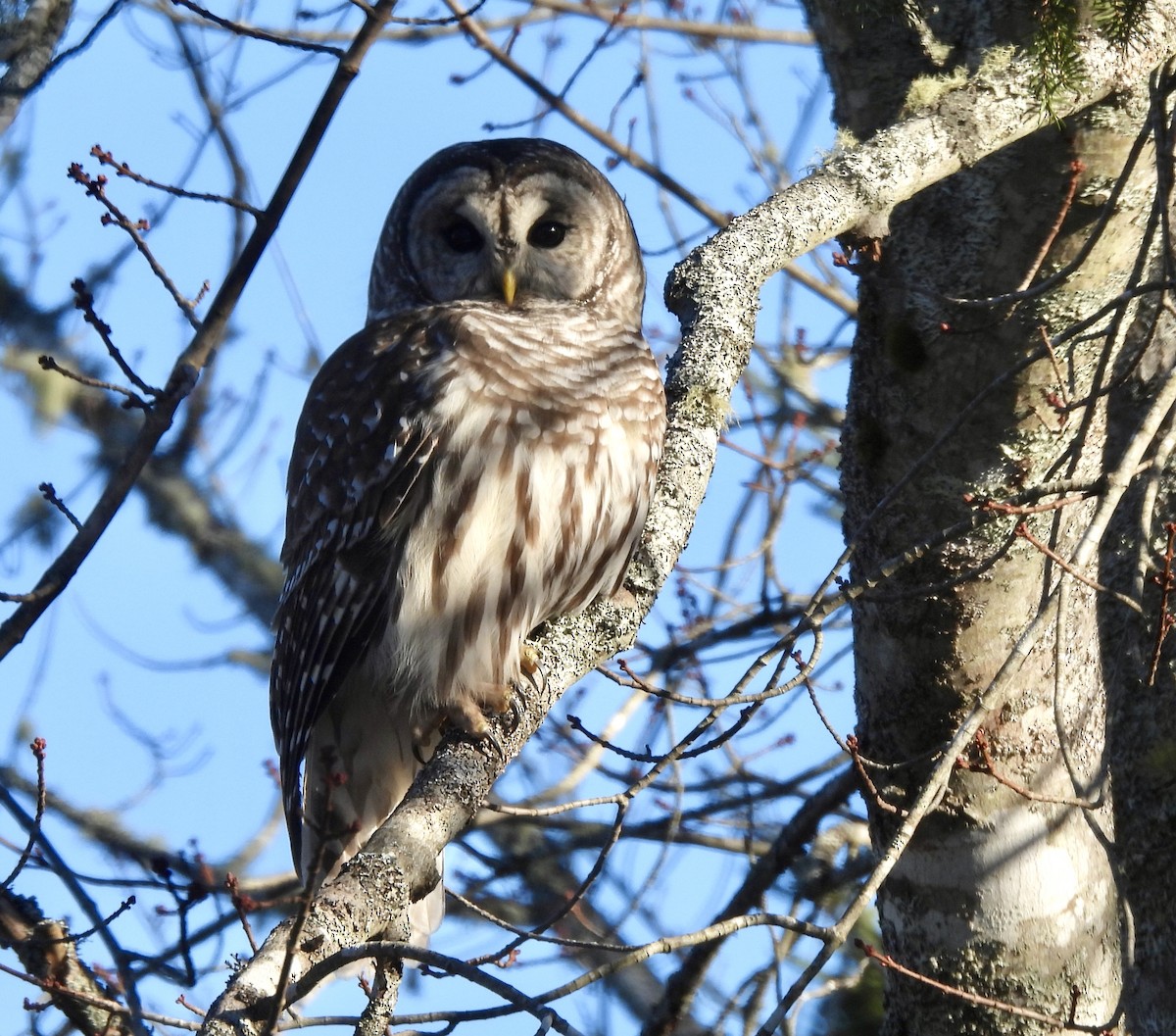 Chouette rayée - ML646868158