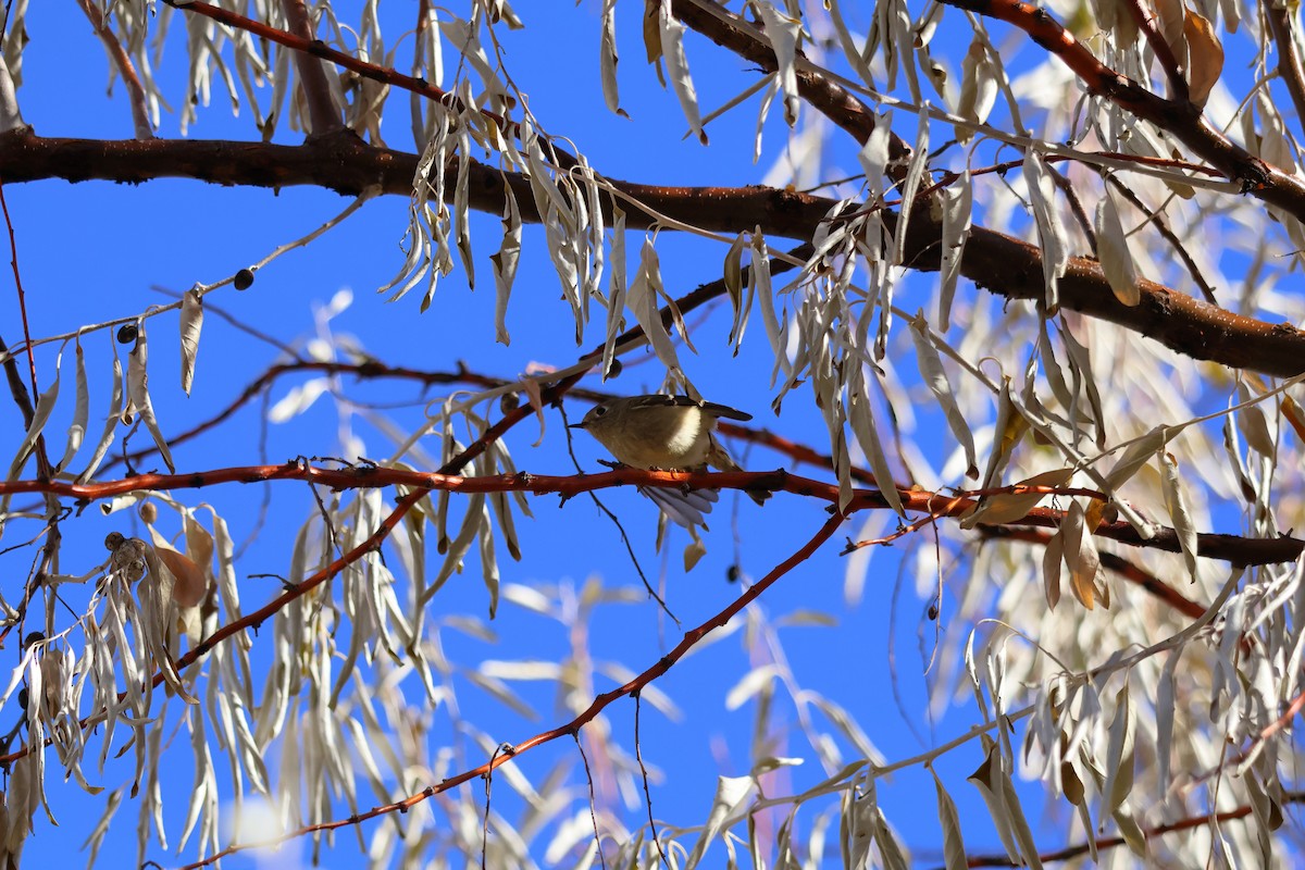 Roitelet à couronne rubis - ML646868159