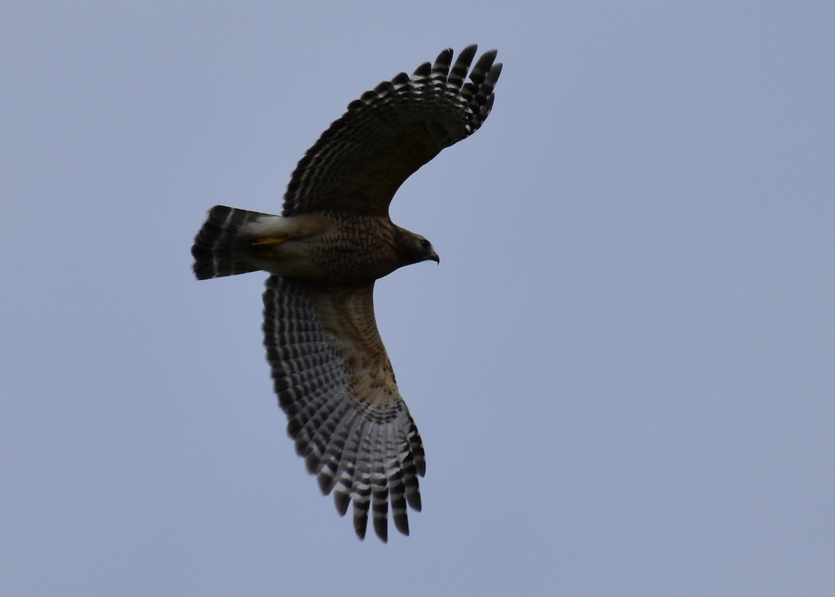 Buse à épaulettes - ML646868160