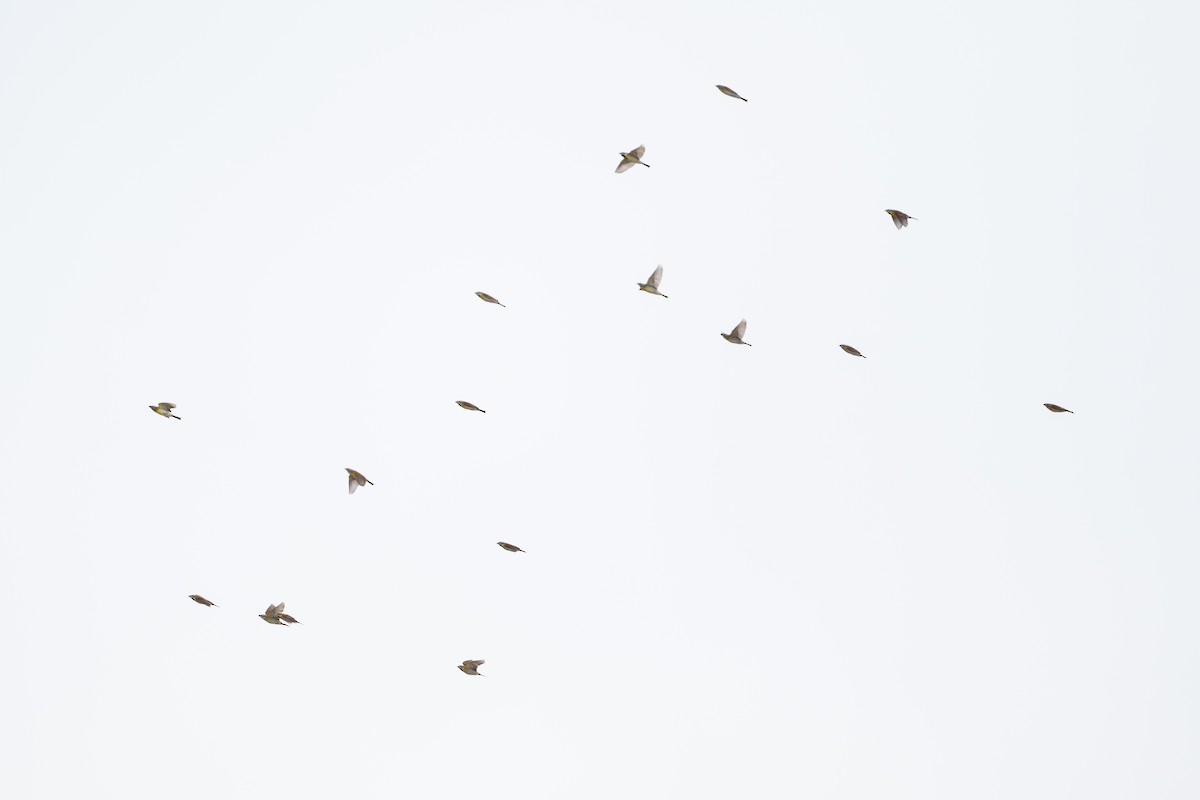Dickcissel d'Amérique - ML646868161