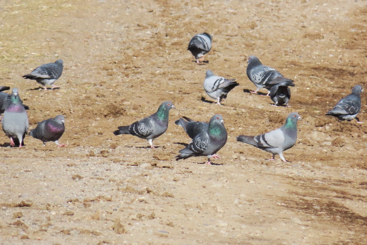 Pigeon biset (forme domestique) - ML646868162