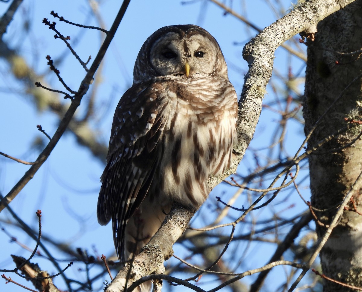 Chouette rayée - ML646868164