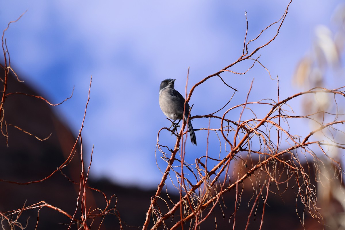 Woodhouse's Scrub-Jay - ML646868165