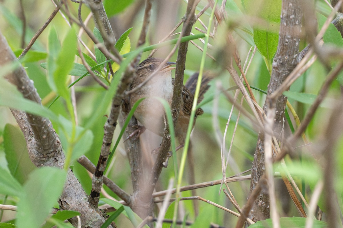 Тростниковый крапивник - ML646868166