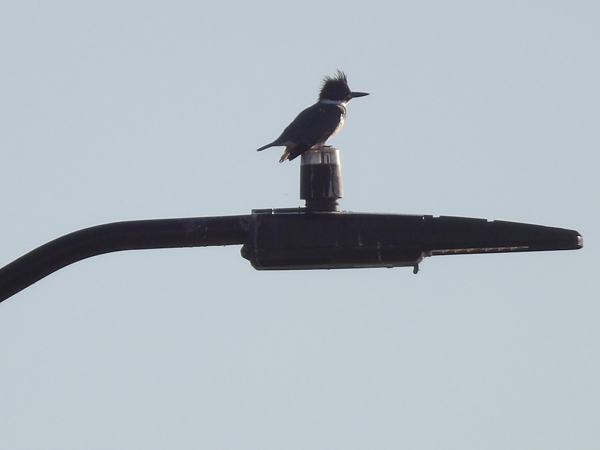 Belted Kingfisher - ML646868167
