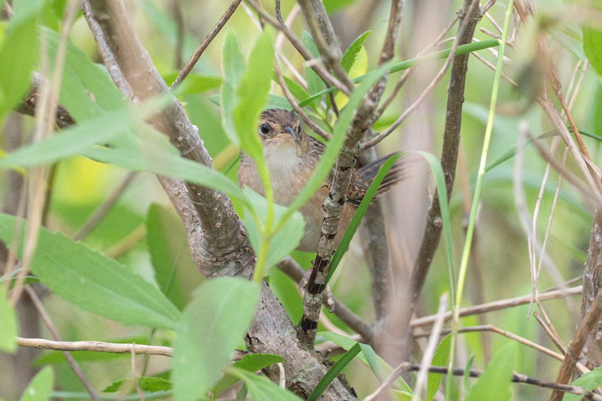 Тростниковый крапивник - ML646868168