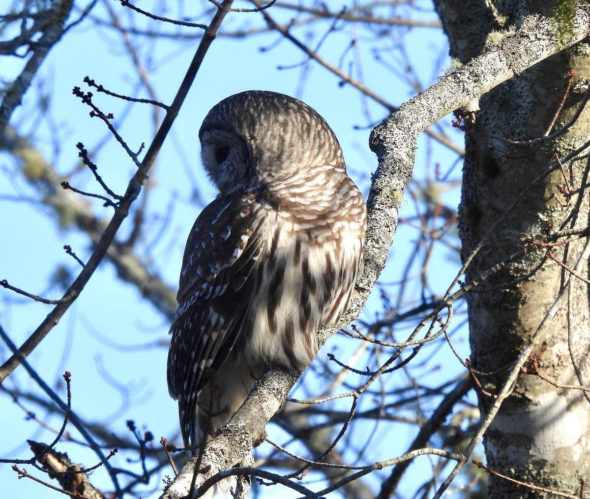 アメリカフクロウ - ML646868171