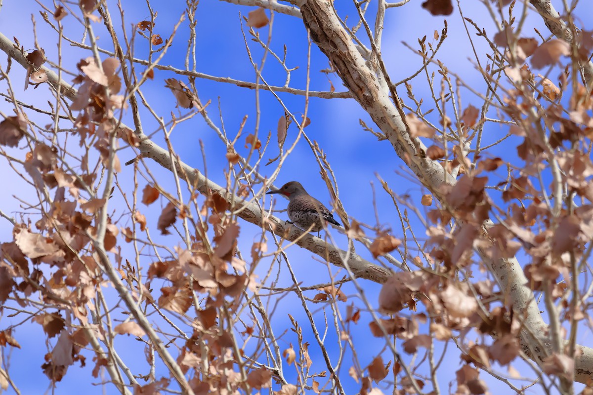 Northern Flicker - ML646868172