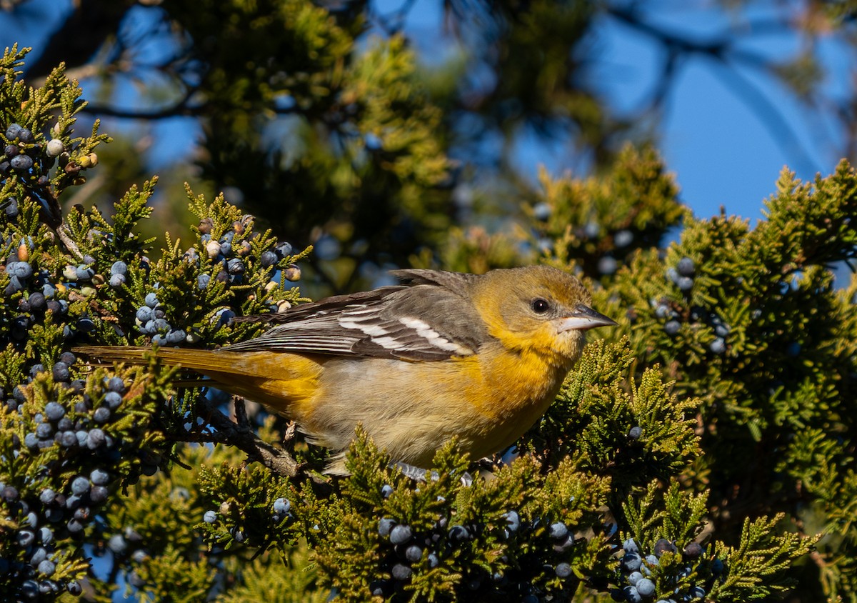 Балтиморский трупиал - ML646868173