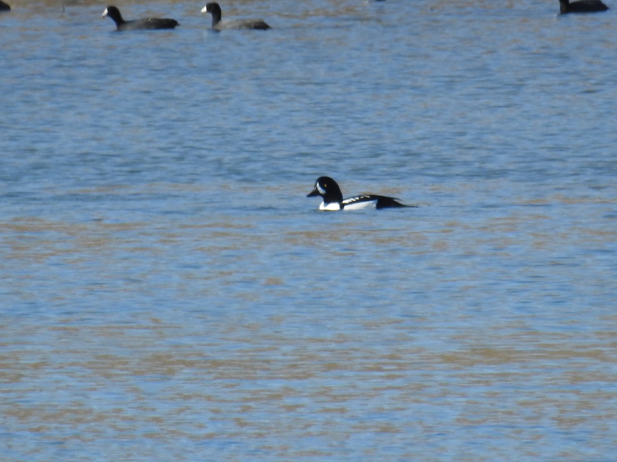 Barrow's Goldeneye - ML646868176