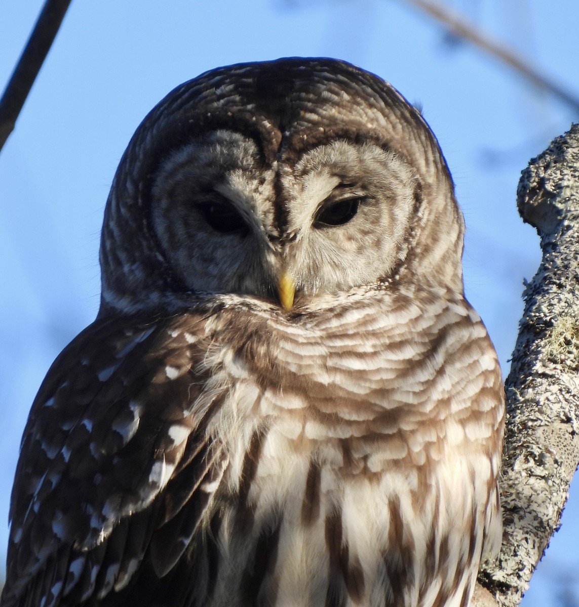 アメリカフクロウ - ML646868180