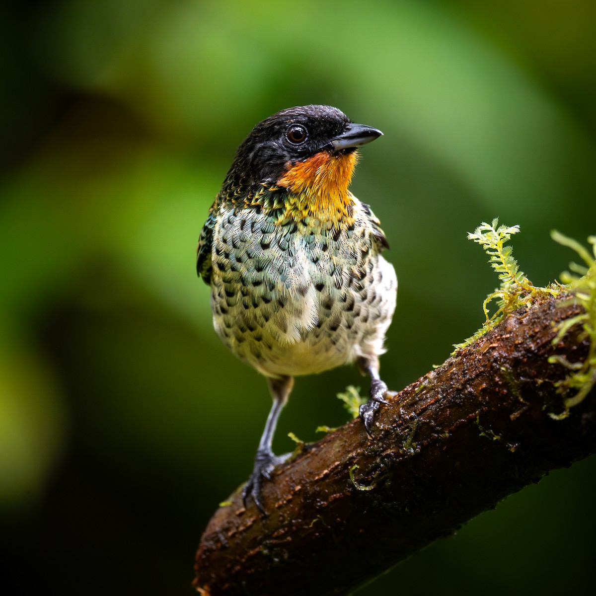 Рыжегорлая танагра - ML646868193