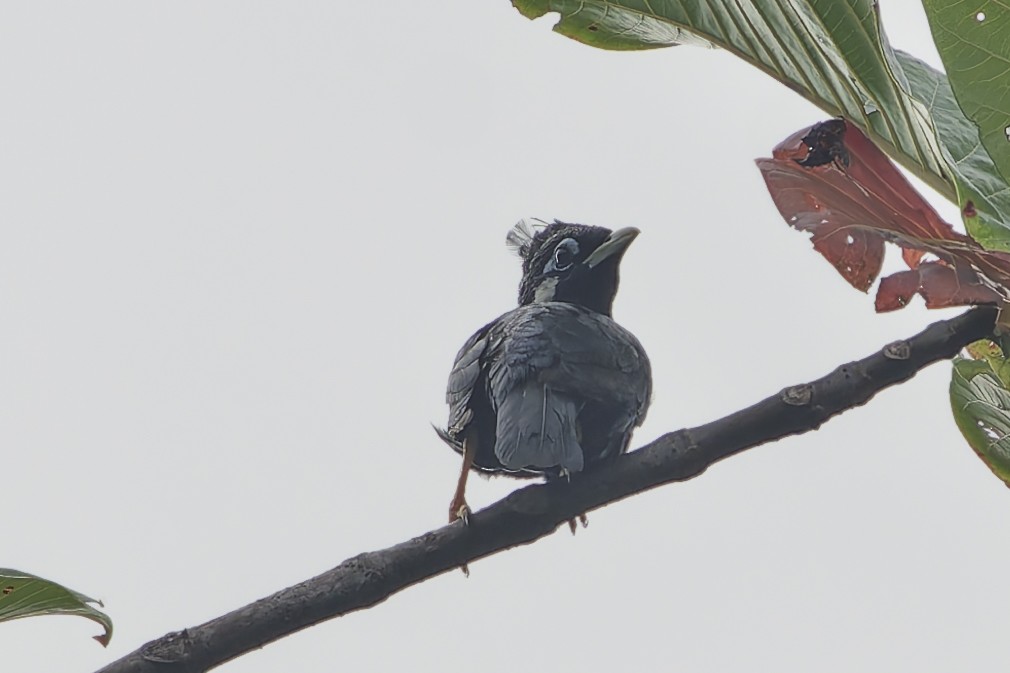 Seram Çiğdecisi - ML646868194