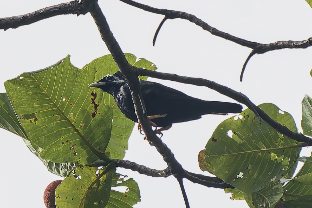 Seram Çiğdecisi - ML646868195