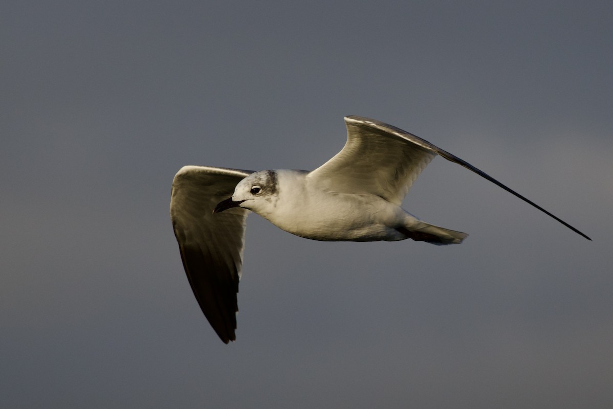 Ацтекская чайка - ML646868199