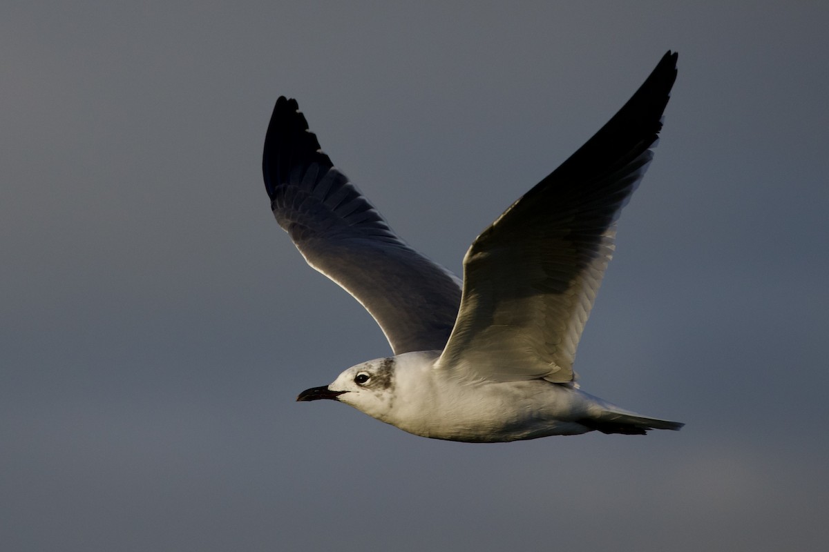 Ацтекская чайка - ML646868200