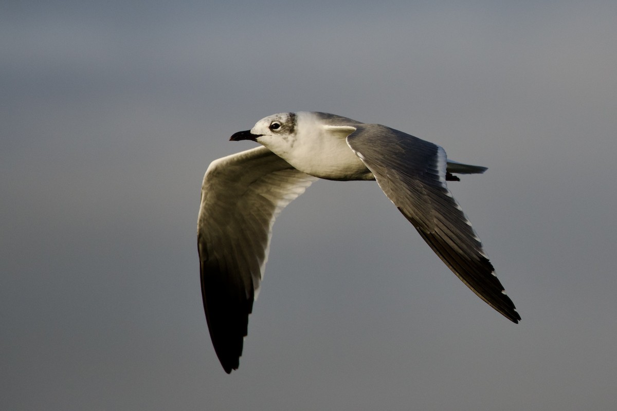 Ацтекская чайка - ML646868201