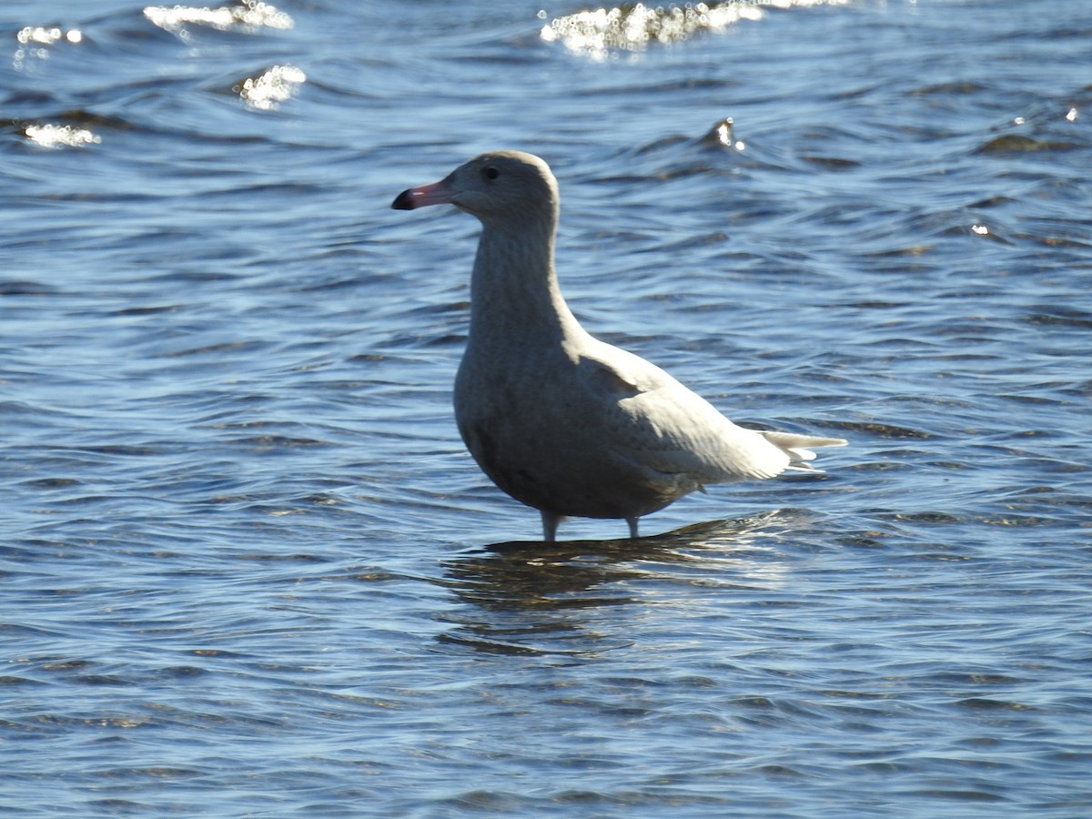 Мартин полярний - ML646868202