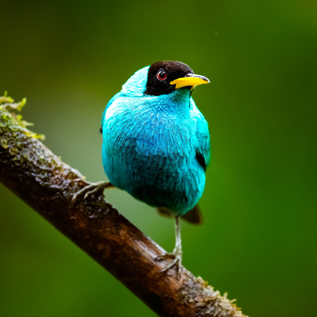 Mielerito Verde - ML646868203