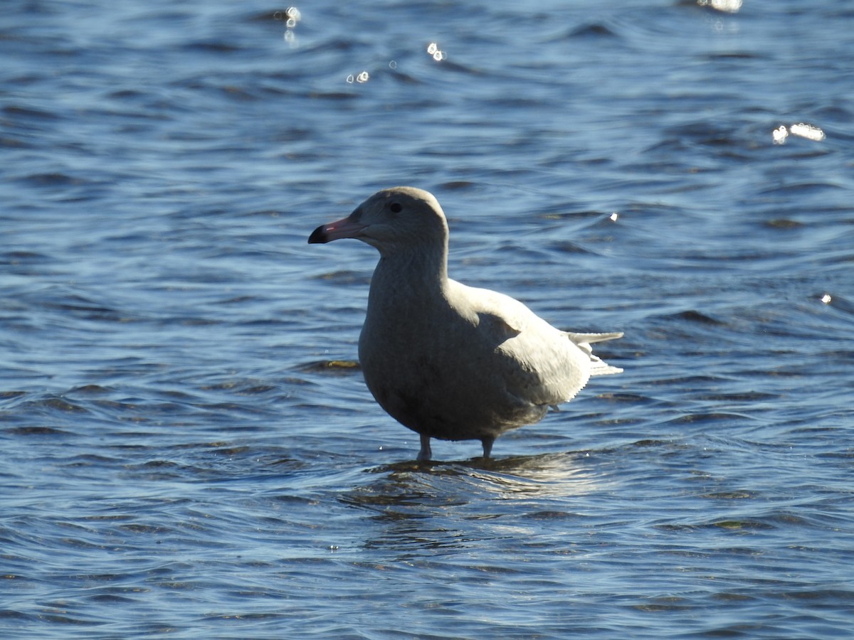 Мартин полярний - ML646868204