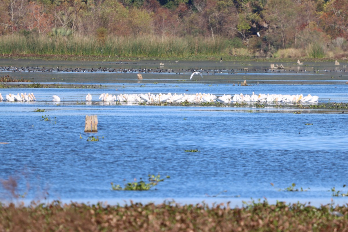 American White Pelican - ML646868212