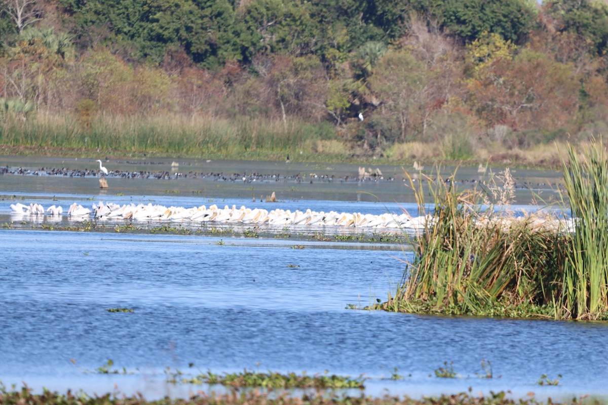 American White Pelican - ML646868213