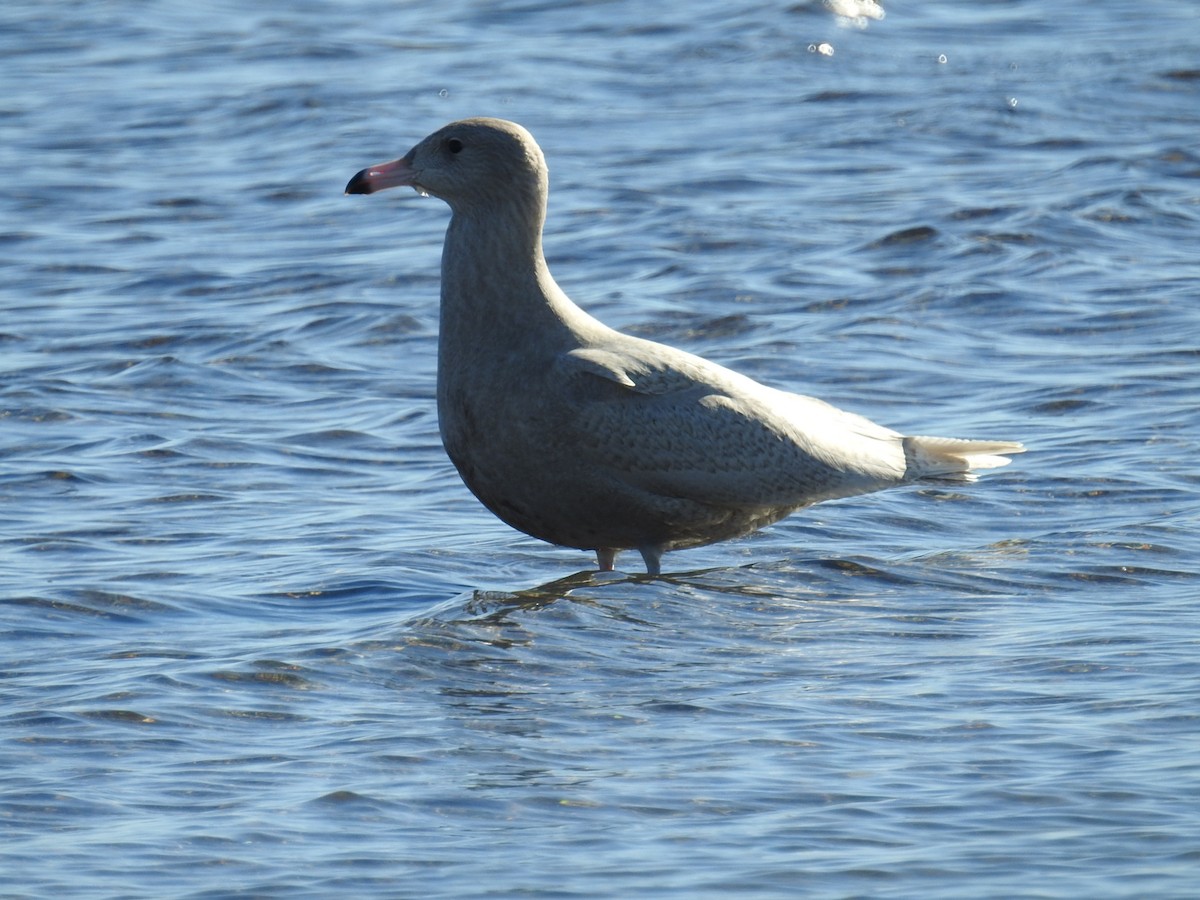 Мартин полярний - ML646868214