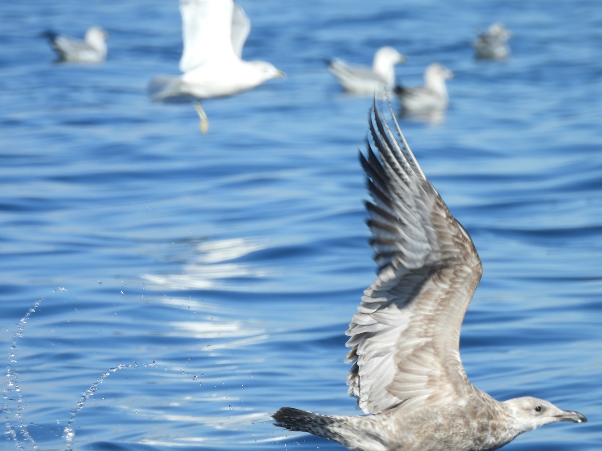 Kaio iluna - ML646868216