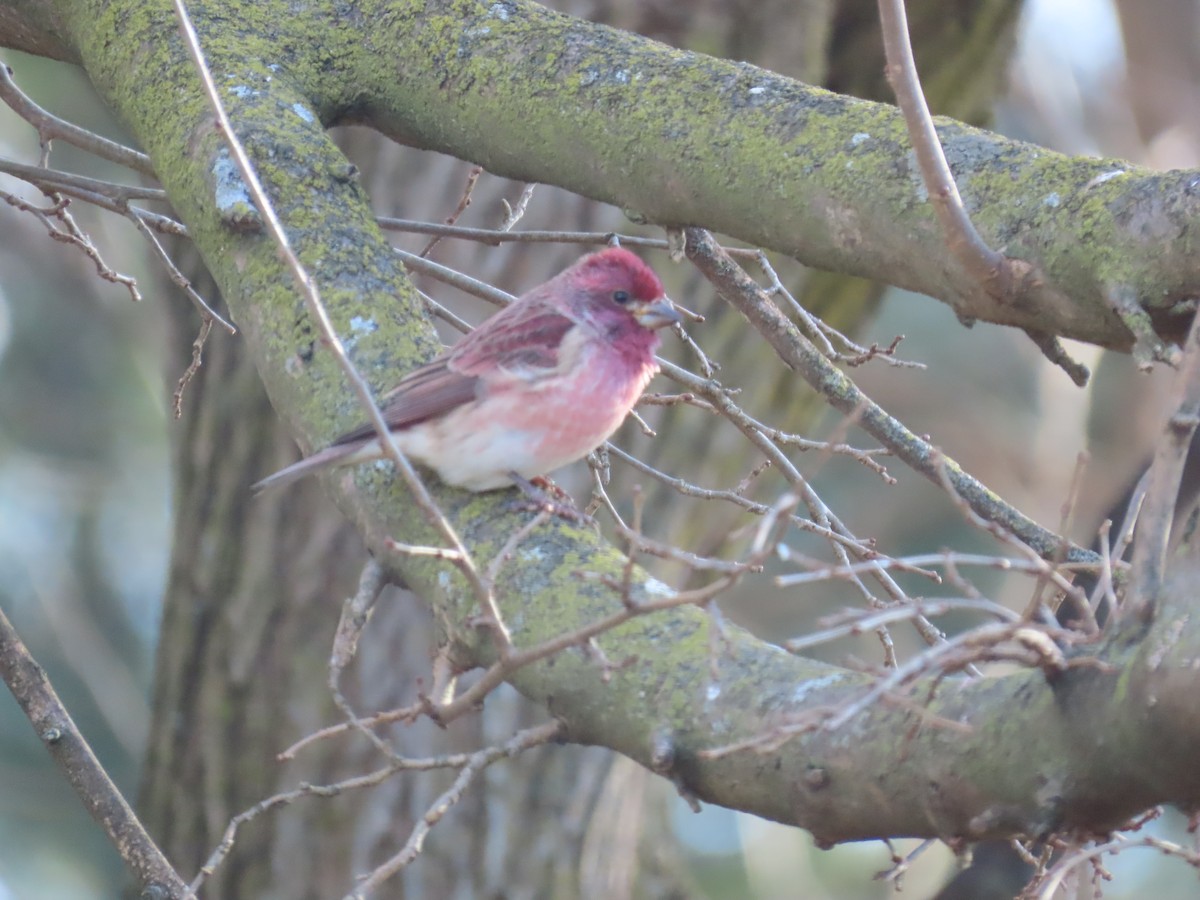Purple Finch - ML646868218