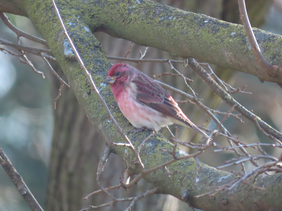Purple Finch - ML646868219