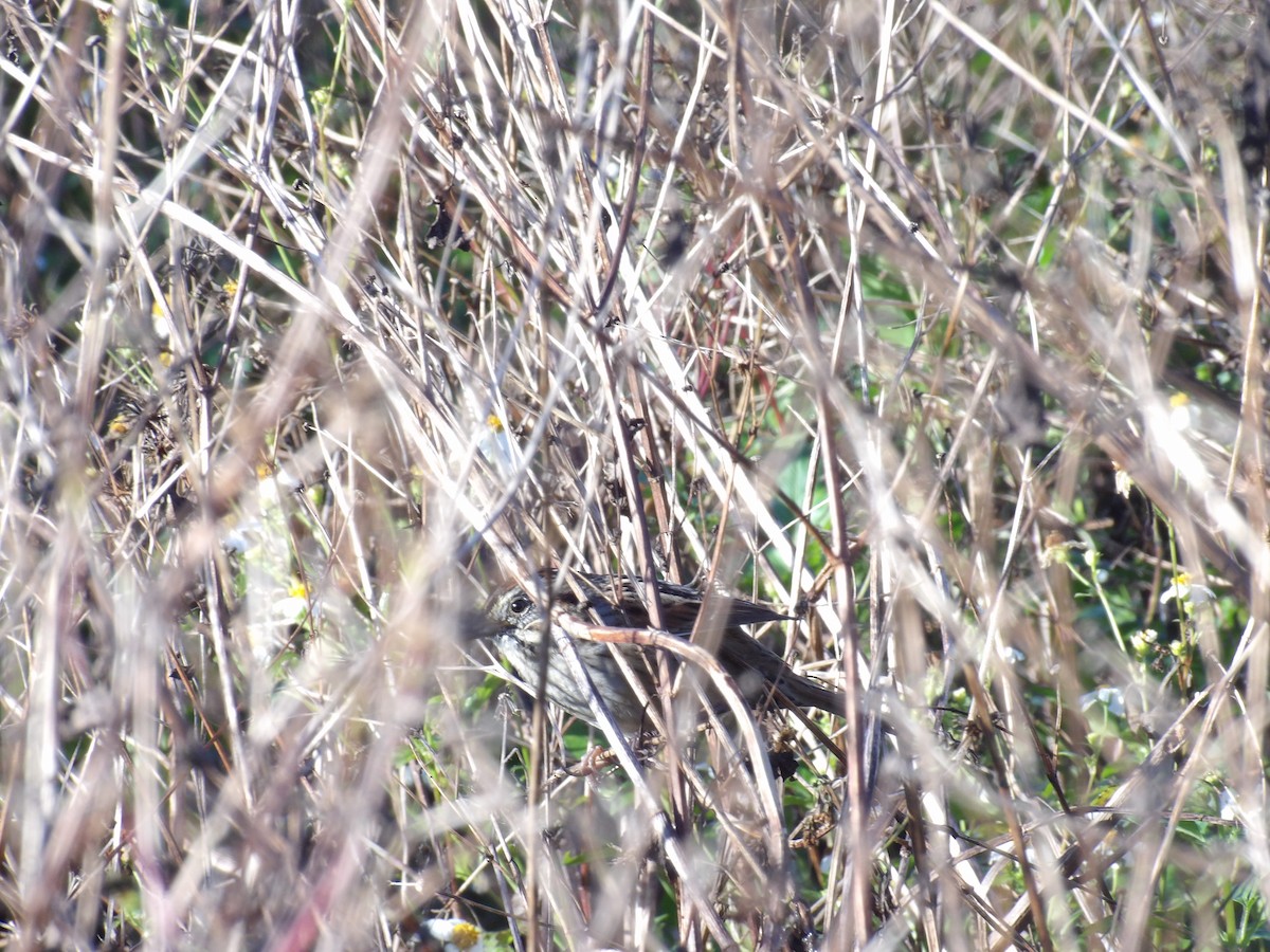 Swamp Sparrow - ML646868224