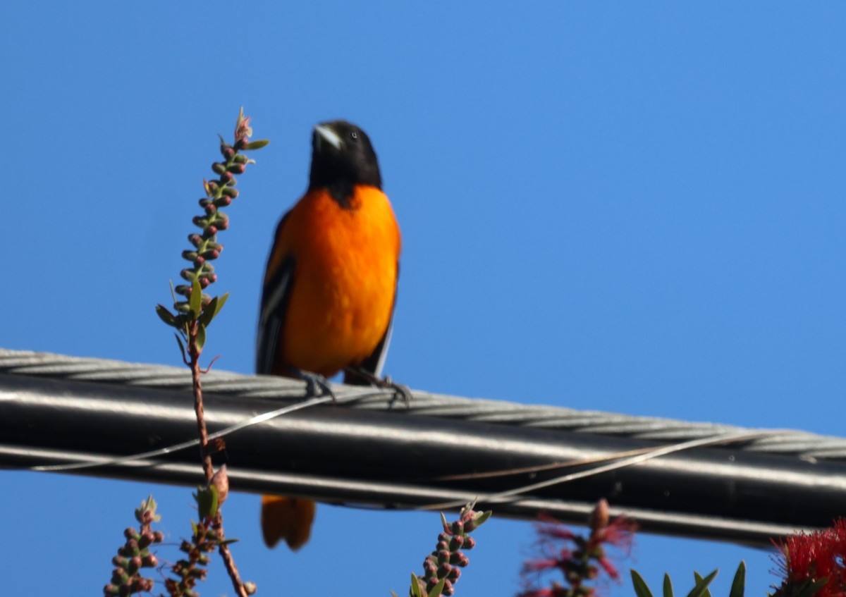 Балтиморский трупиал - ML646868226