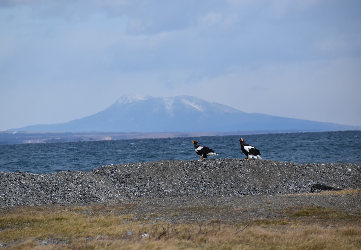 Steller's Sea-Eagle - ML646868230