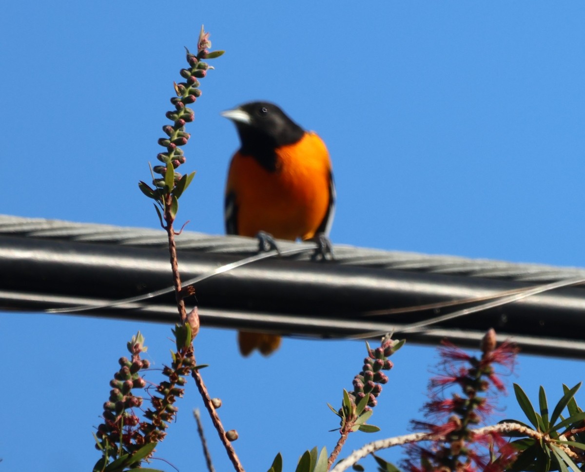 Балтиморский трупиал - ML646868231