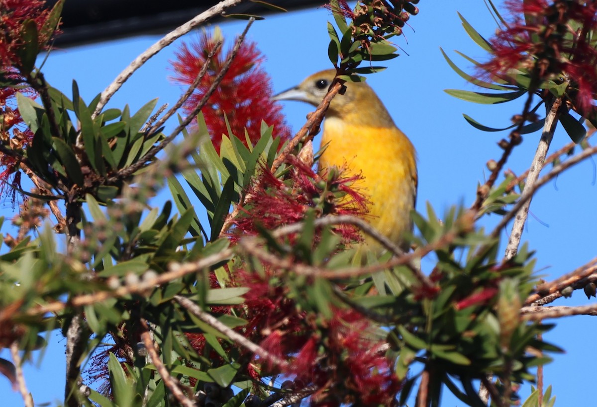 Балтиморский трупиал - ML646868234