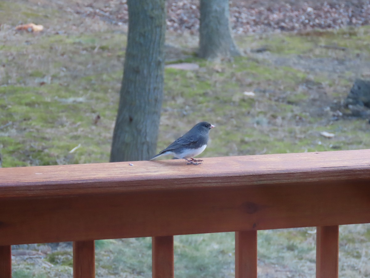 Dark-eyed Junco - ML646868235