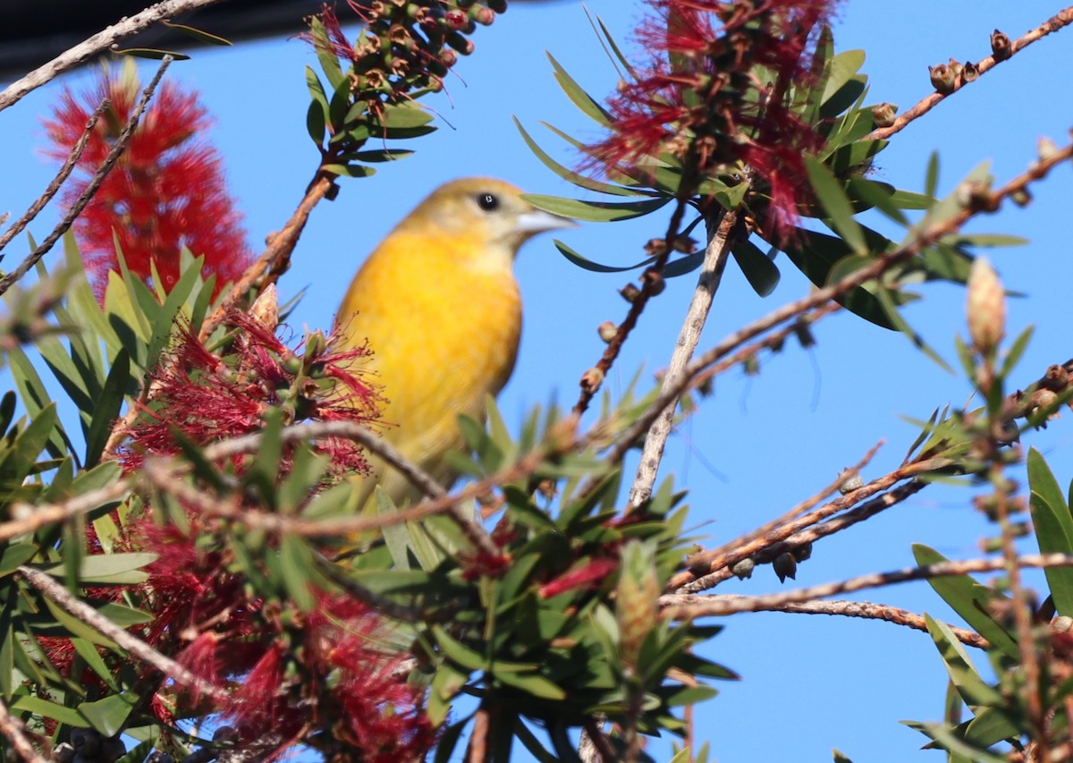 Балтиморский трупиал - ML646868239