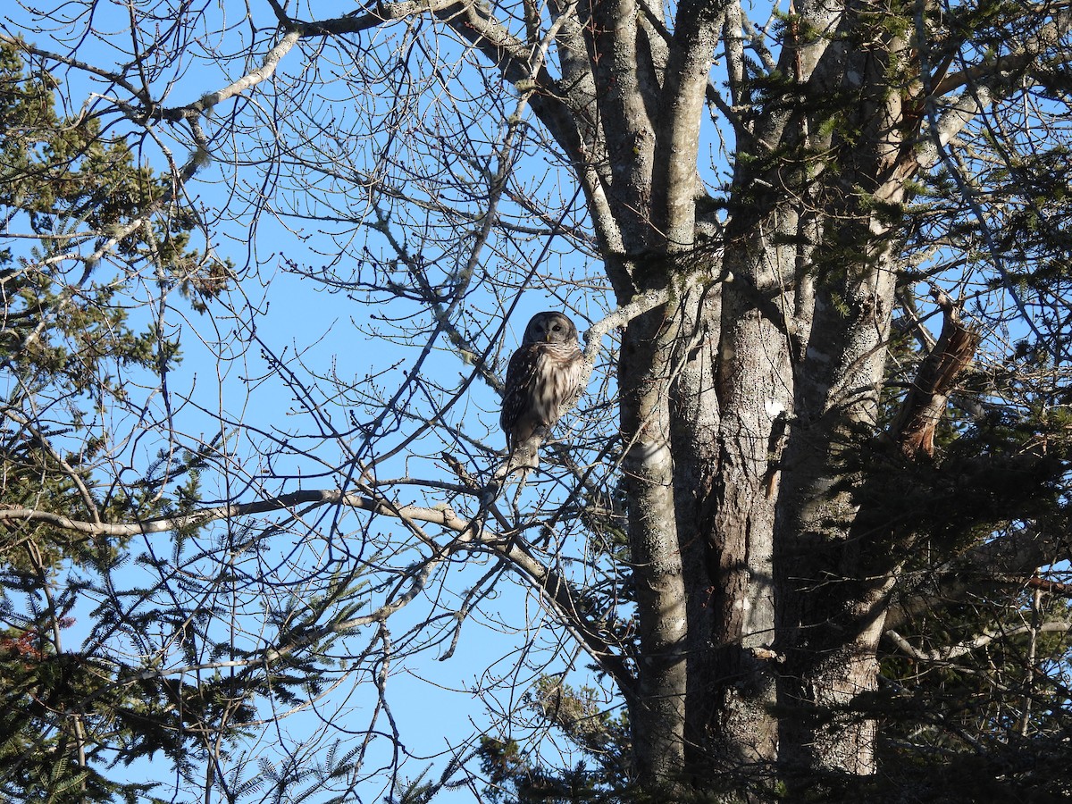 アメリカフクロウ - ML646868240