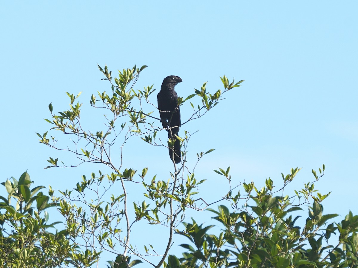 オオハシカッコウ - ML646868243