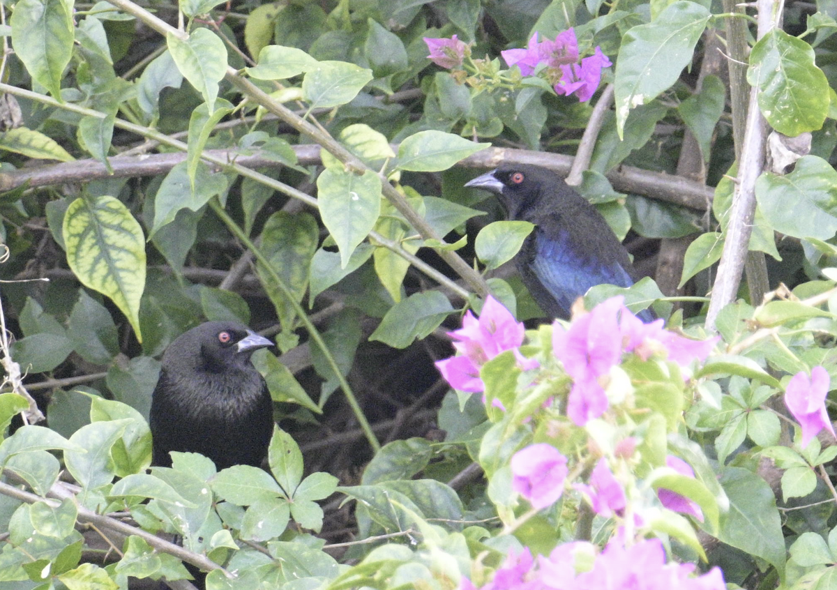 Bronzed Cowbird - ML646868248