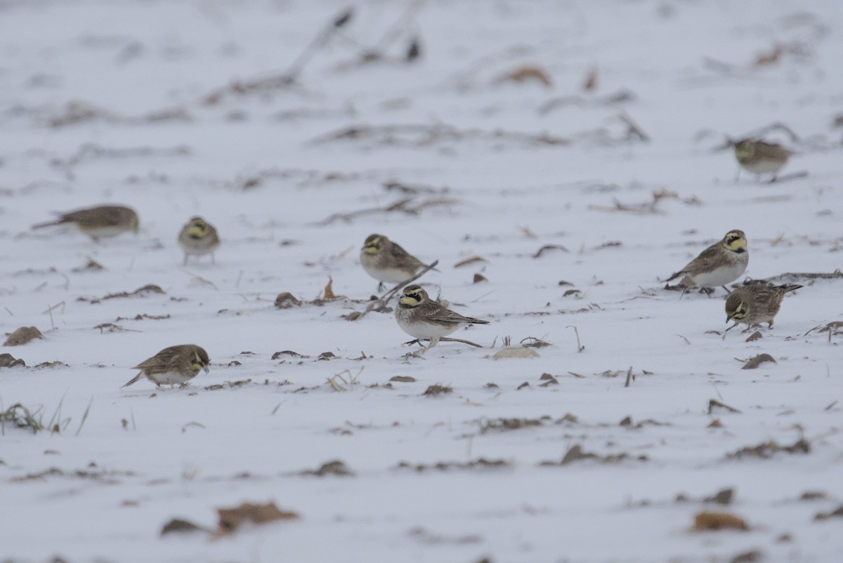 Alondra Cornuda - ML646868252