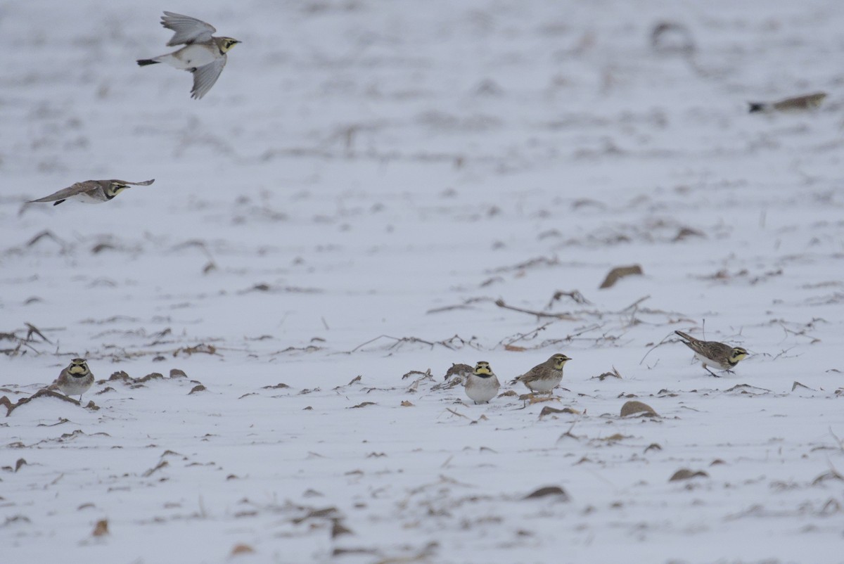 Alondra Cornuda - ML646868253