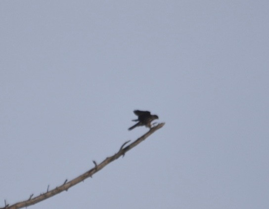 Merlin - ML646868258