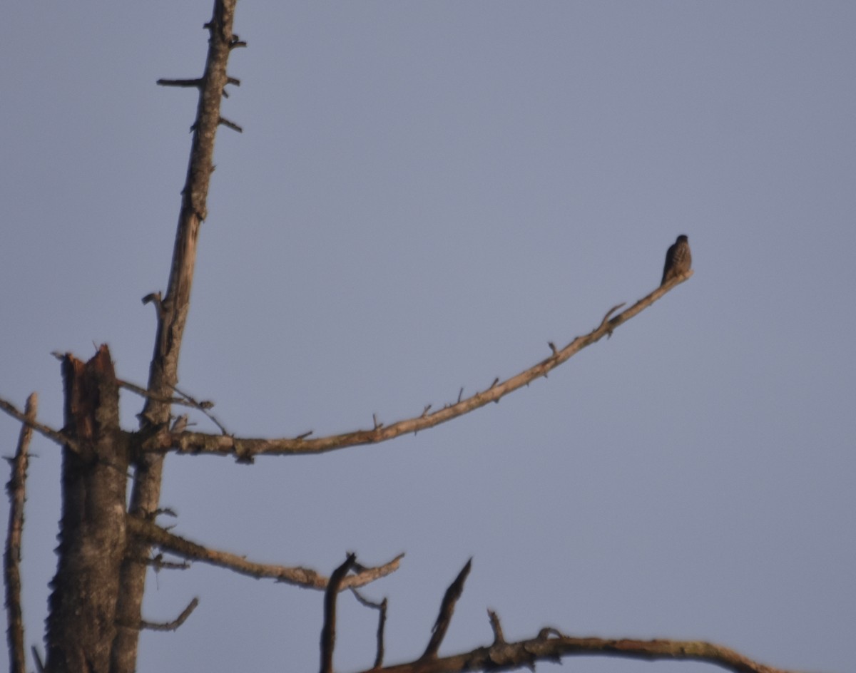 Merlin - ML646868259