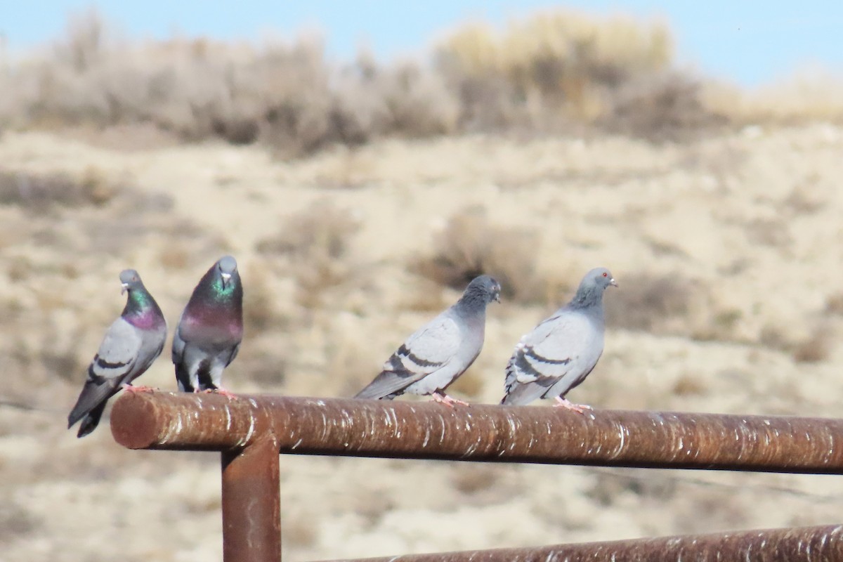 Rock Pigeon (Feral Pigeon) - ML646868262