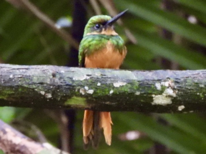 Rufous-tailed Jacamar - ML646868263