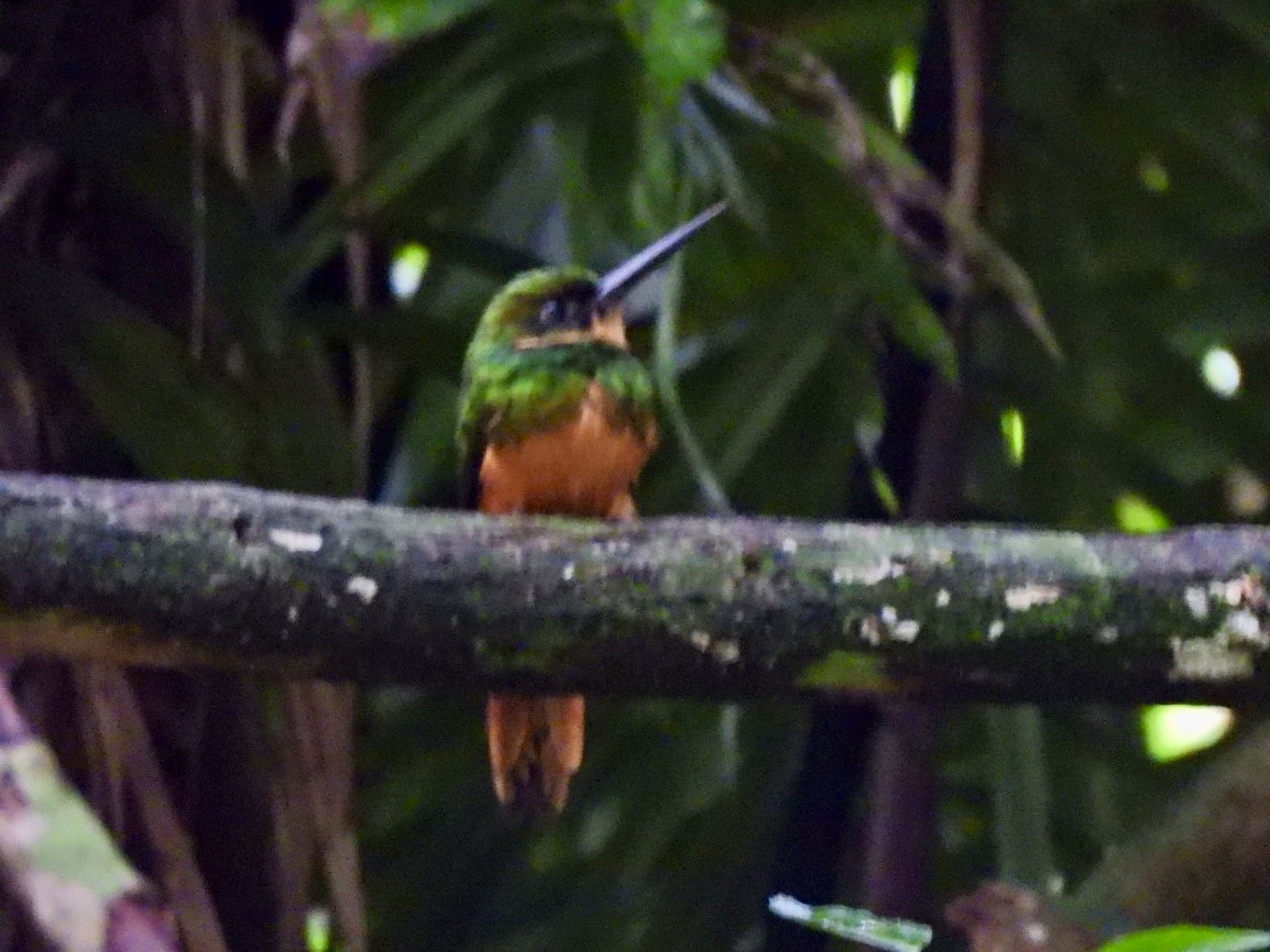 Rufous-tailed Jacamar - ML646868264
