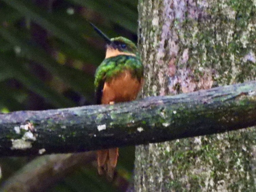 Rufous-tailed Jacamar - ML646868265