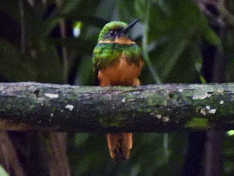 Rufous-tailed Jacamar - ML646868266